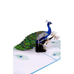 pav_Detail.jpg 3D Přání - Páv